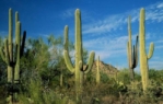 L'avatar di Il Saguaro