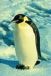 L'avatar di pinguino