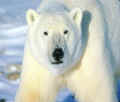 L'avatar di Orso Polare