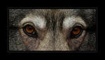 L'avatar di lucky.lupastro
